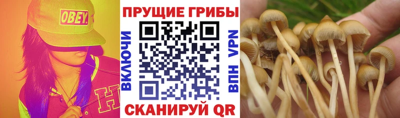 Псилоцибиновые грибы мицелий  Ясный 
